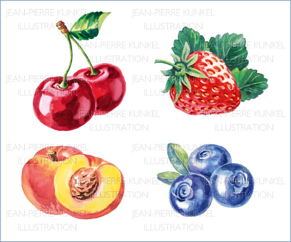 Früchte Illustration