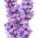 Lavendel 1