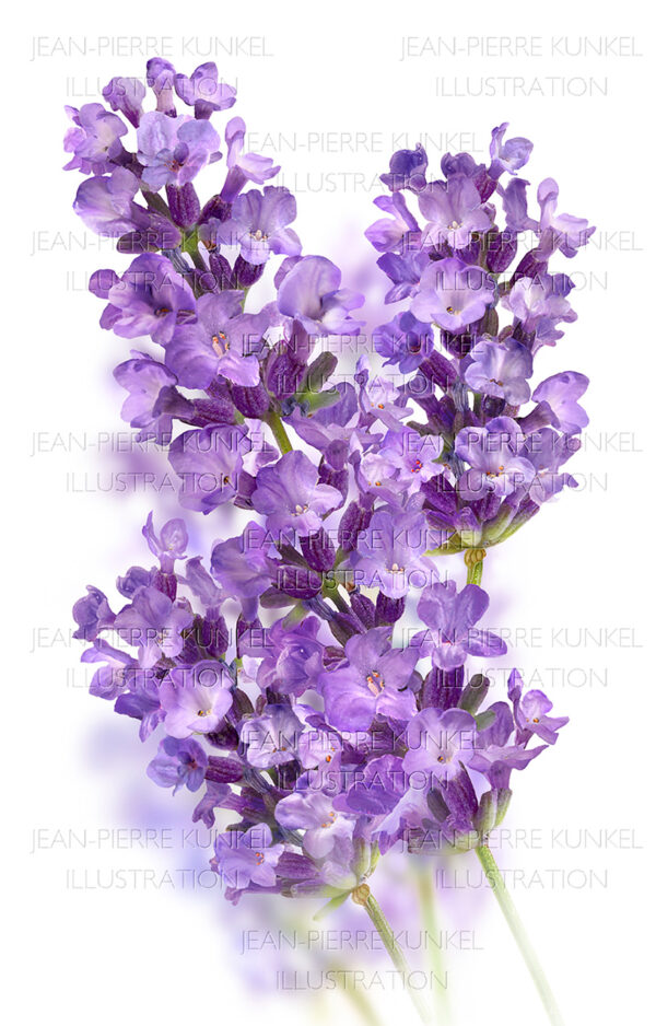 Lavendel 1